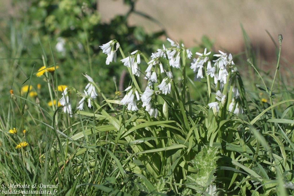 Ail à triple feuille (Roubaud, Hyères)