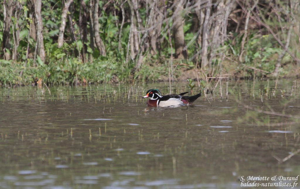 Canard carolin (Roubaud, Hyères)