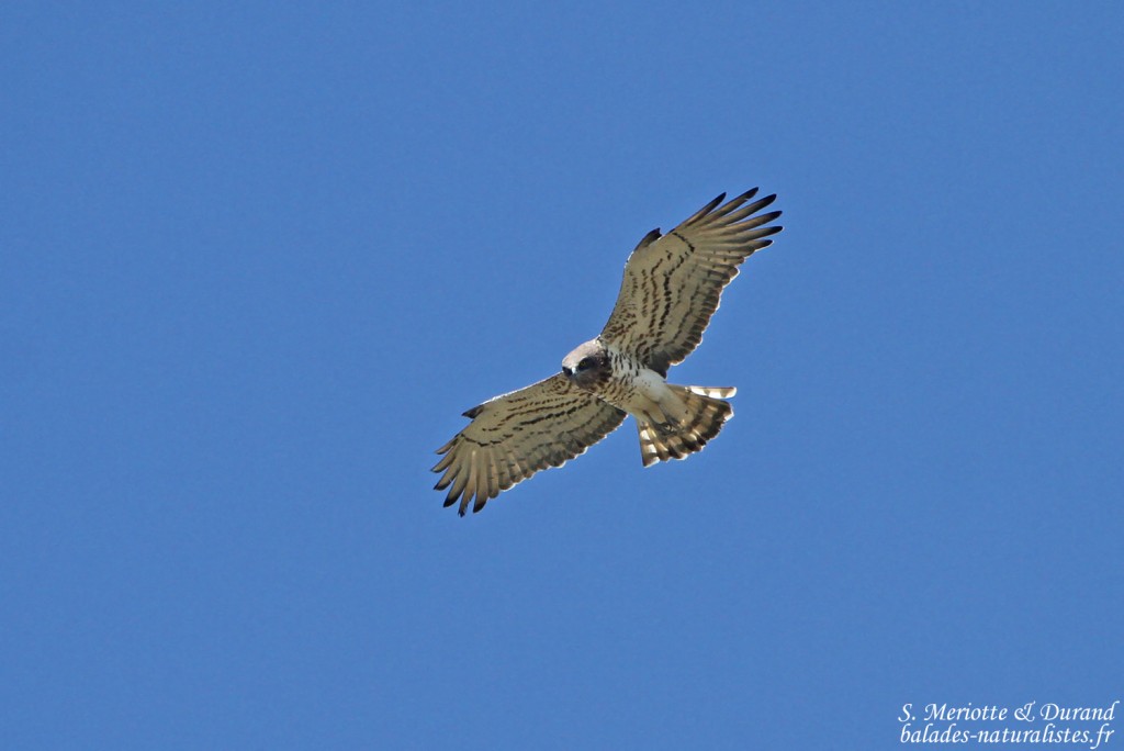 Circaète Jean-le-Blanc (Roubaud, Hyères)