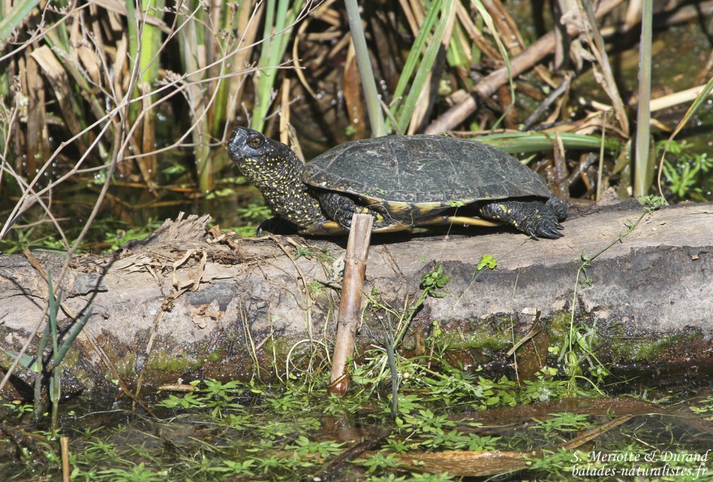 Cistude d'Europe (Roubaud, Hyères)