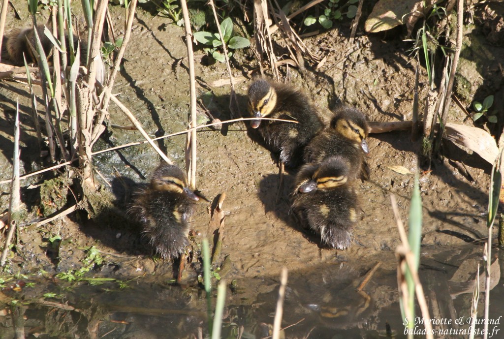 Colverts (Roubaud, Hyères)