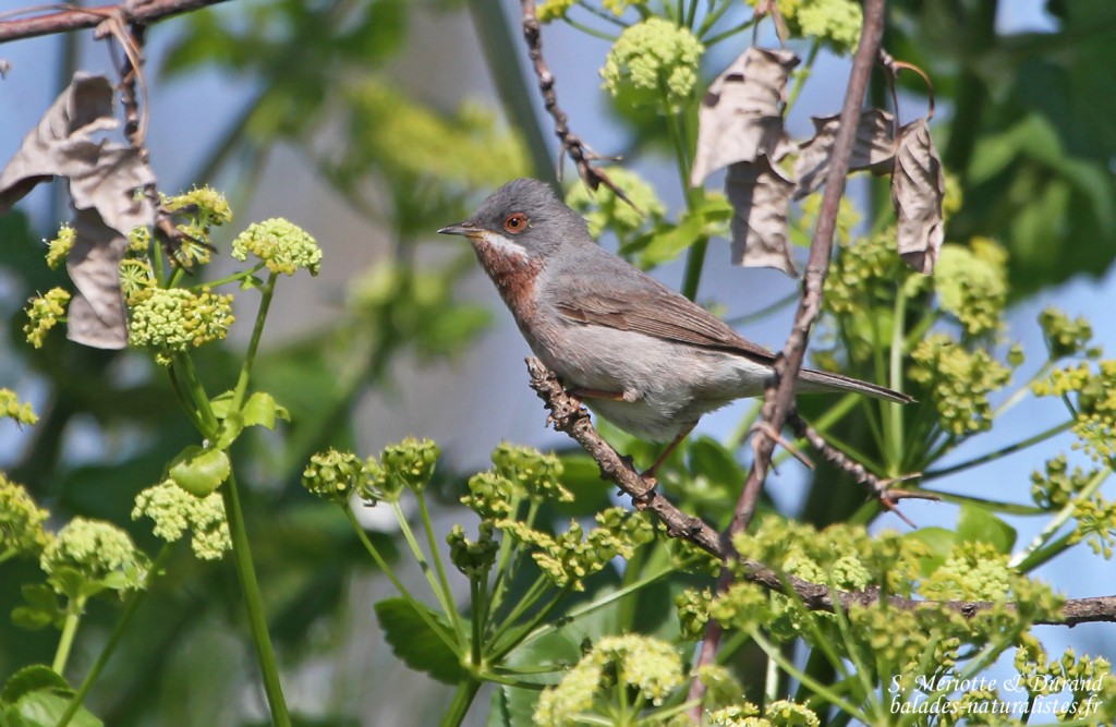 Fauvette des Balkans, Sylvia cantillans albistriata, Roubaud (Hyères, 83) 28/03/2015