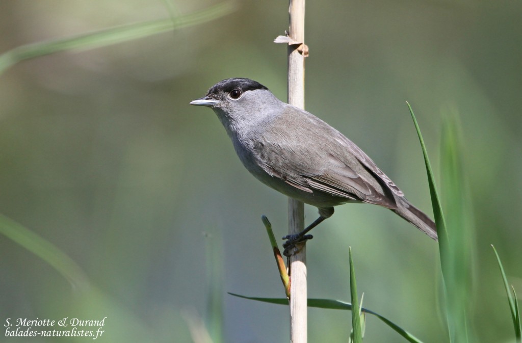Fauvette à tête noire mâle (Roubaud, Hyères)