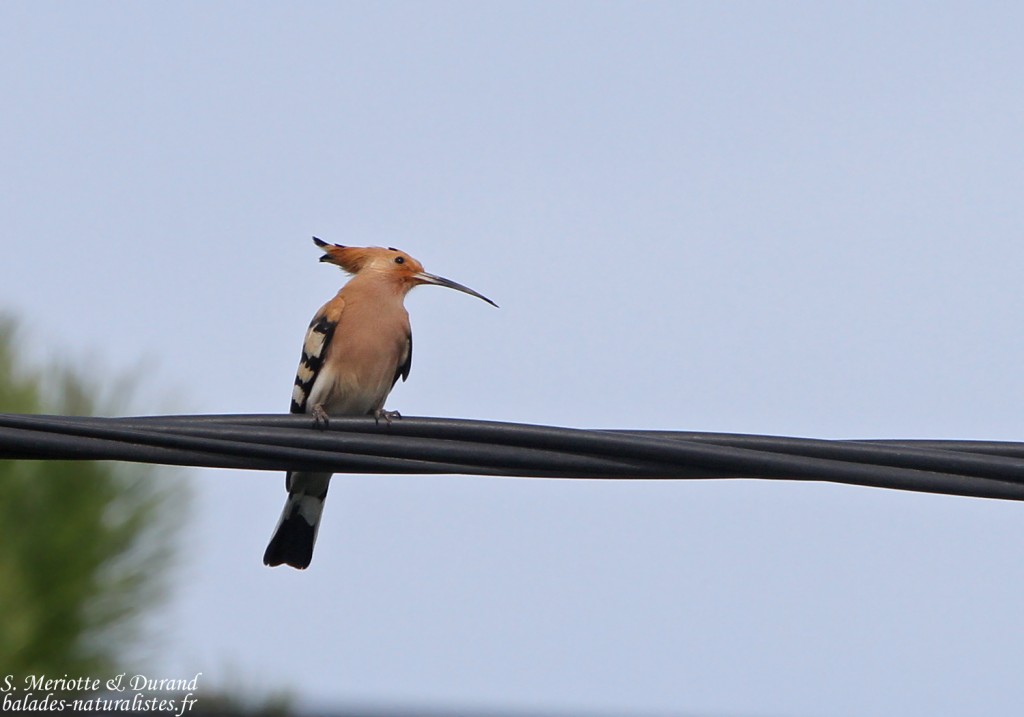 Huppe fasciée (Roubaud, Hyères)