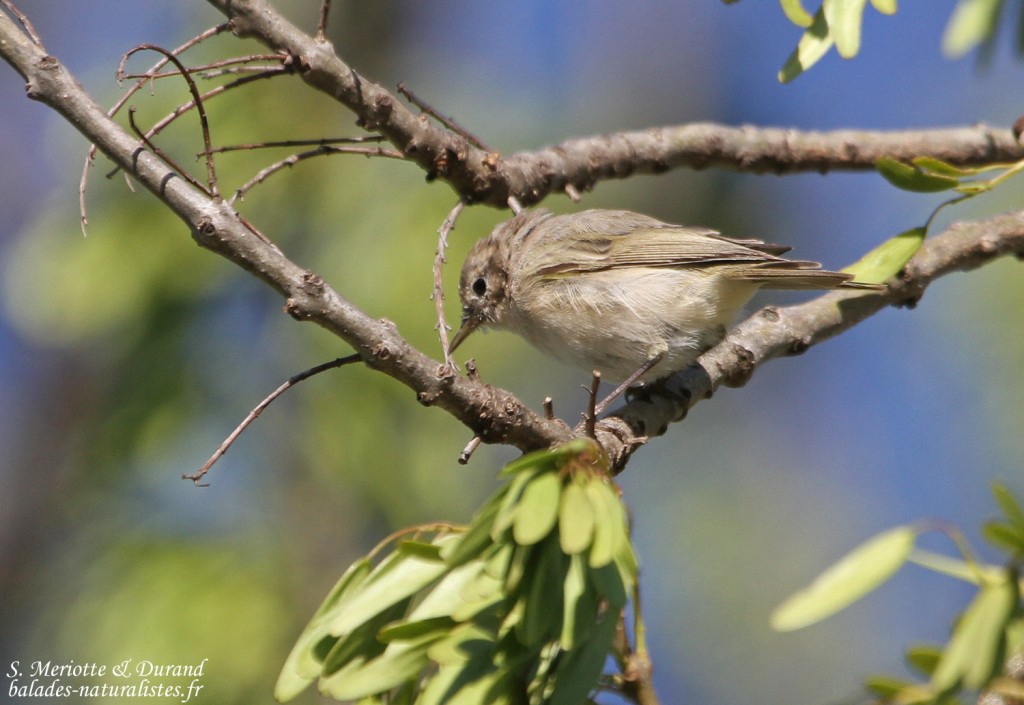 Pouillot véloce type tristis (de Sibérie) (Roubaud, Hyères)