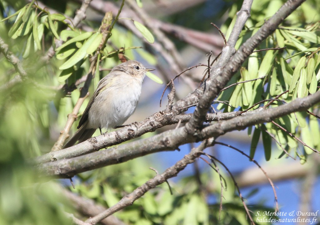 Pouillot véloce type tristis (de Sibérie) (Roubaud, Hyères)