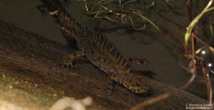 Triton marbré, Catalogne, Espagne