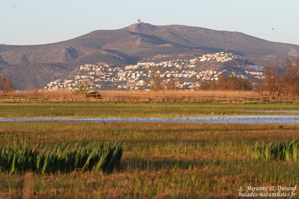 El Mata - Aiguamolls