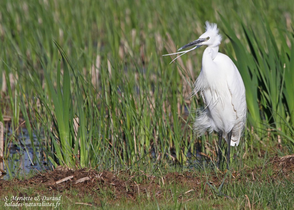 Aigrette garzette, Aiguamolls