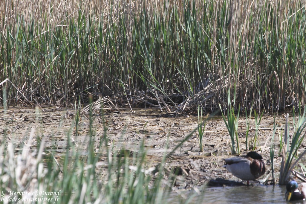 Bécassine sourde ... mais où est-elle ?? une idée ??