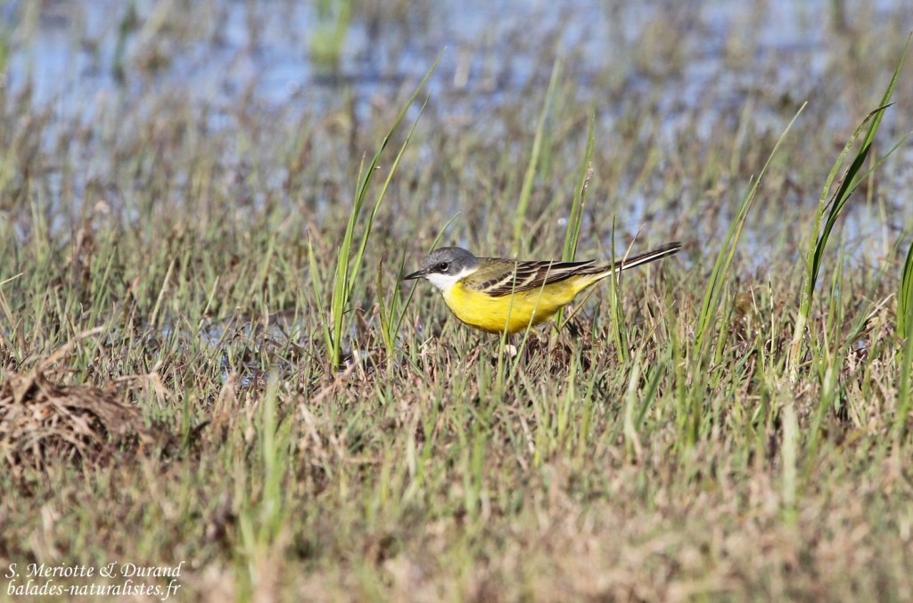Bergeronnette printanière cinereocapilla, Aiguamolls
