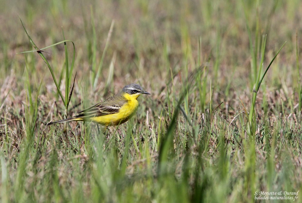 Bergeronnette printanière flava, Aiguamolls