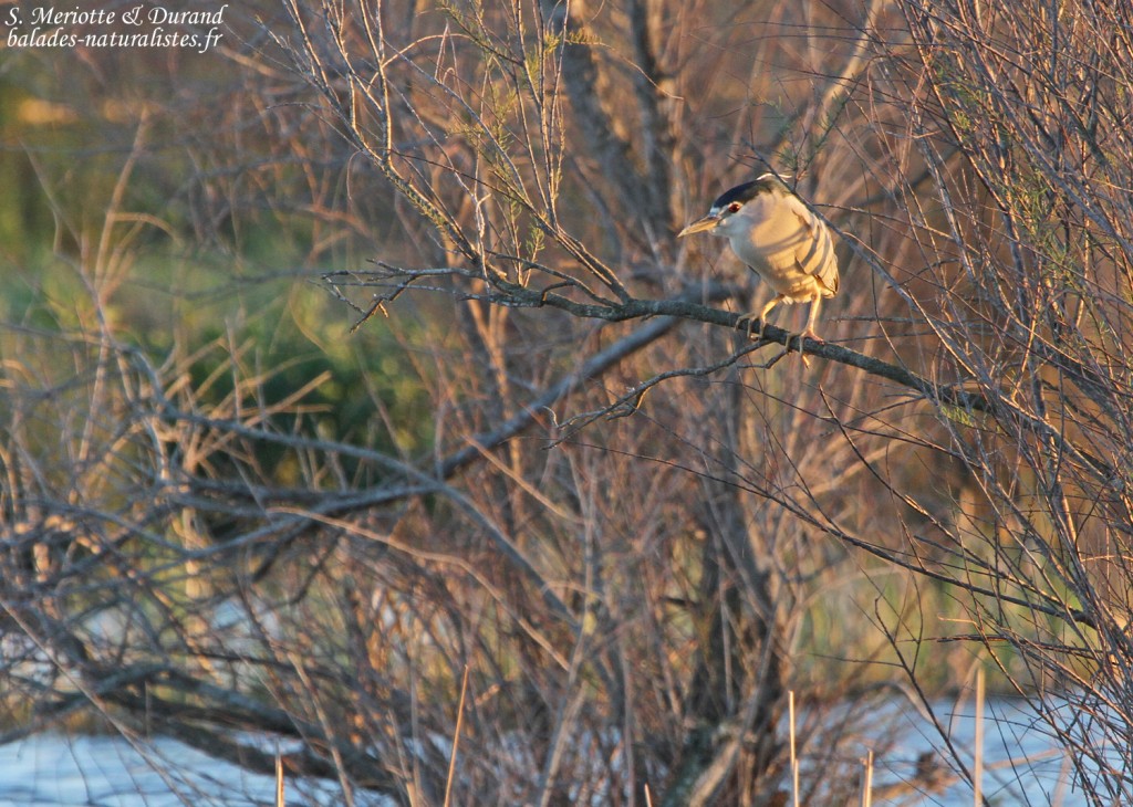 Bihoreau gris, Aiguamolls