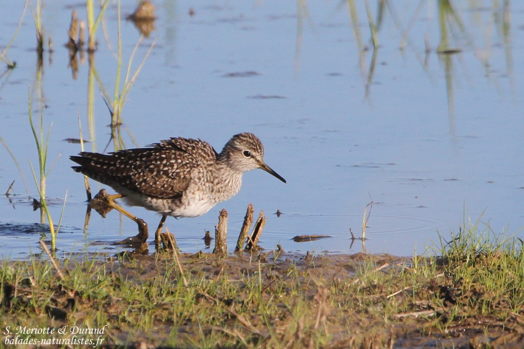 Chevalier sylvain, Aiguamolls