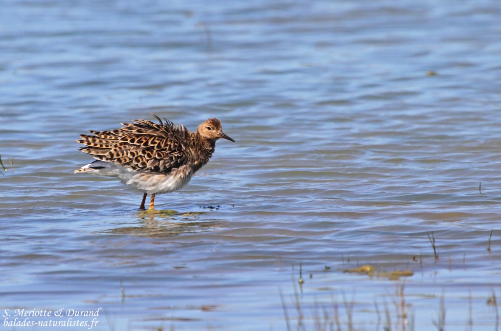 Combattant varié, Aiguamolls