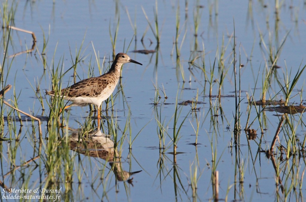 Combattant varié, Aiguamolls