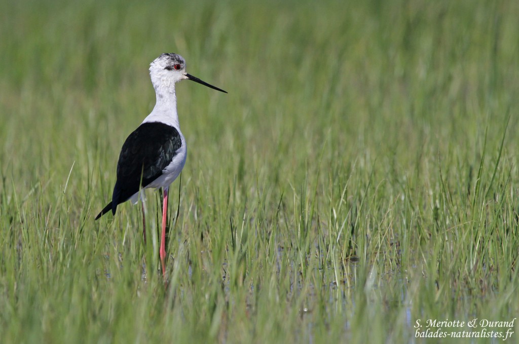 Échasse blanche, Aiguamolls