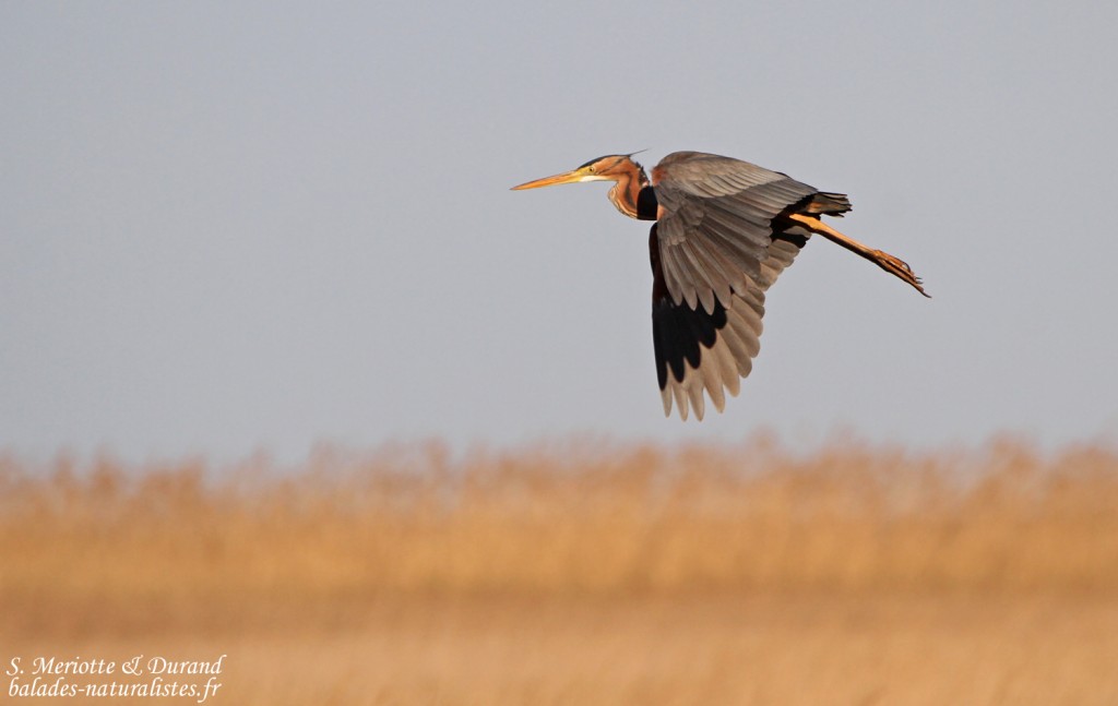 Héron pourpré, Aiguamolls