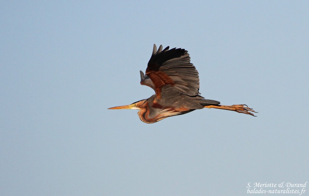 Héron pourpré, Aiguamolls