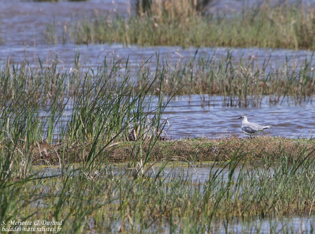 Mouette pygmée, Aiguamolls