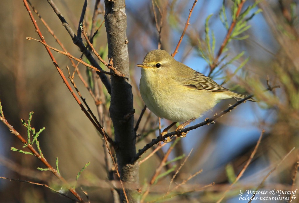 Pouilot fitis, Aiguamolls