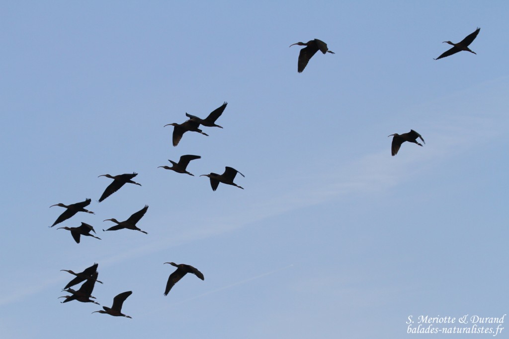 Ibis falcinelle, Mas d'Agon