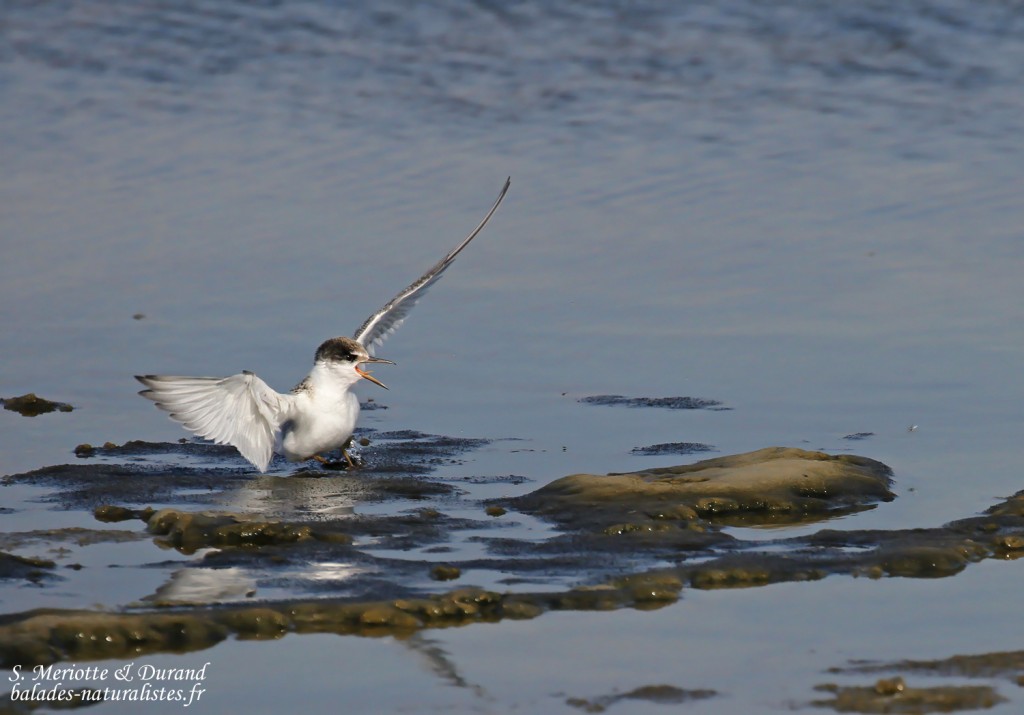 Jeune Sterne naine (Baisses, route de Piémanson)