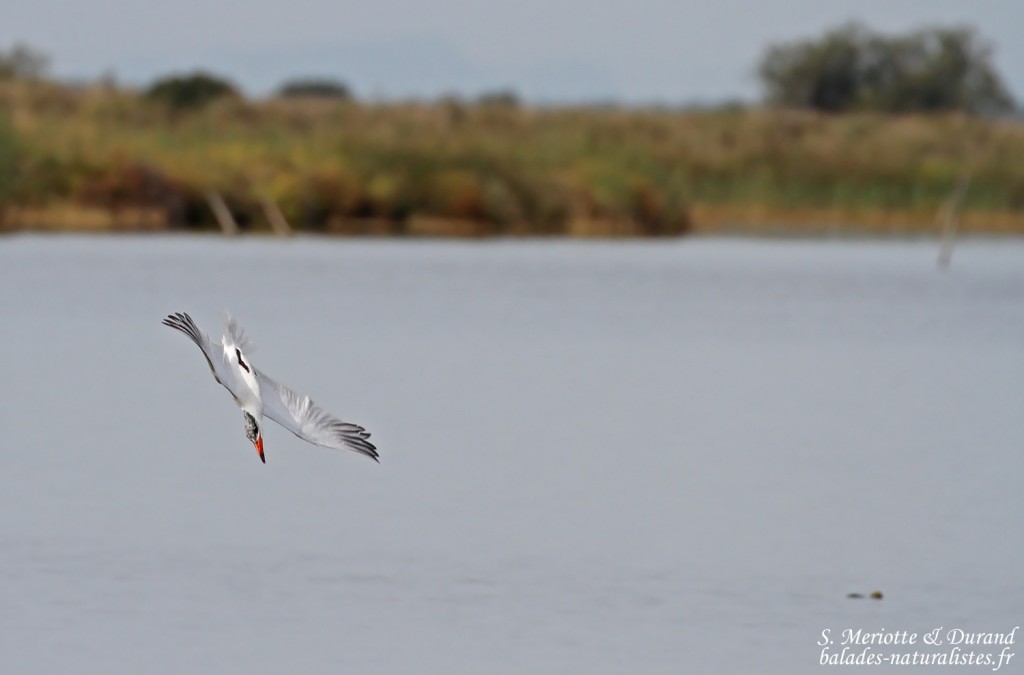 Sterne caspienne, plongeon !