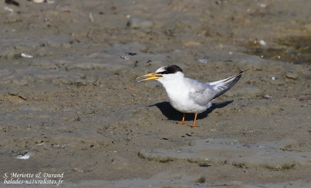 Sterne naine (Baisses, route de Piémanson)