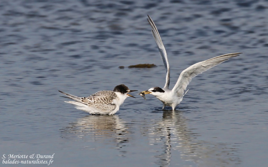 Jeune Sterne naine et adulte (Baisses, route de Piémanson)