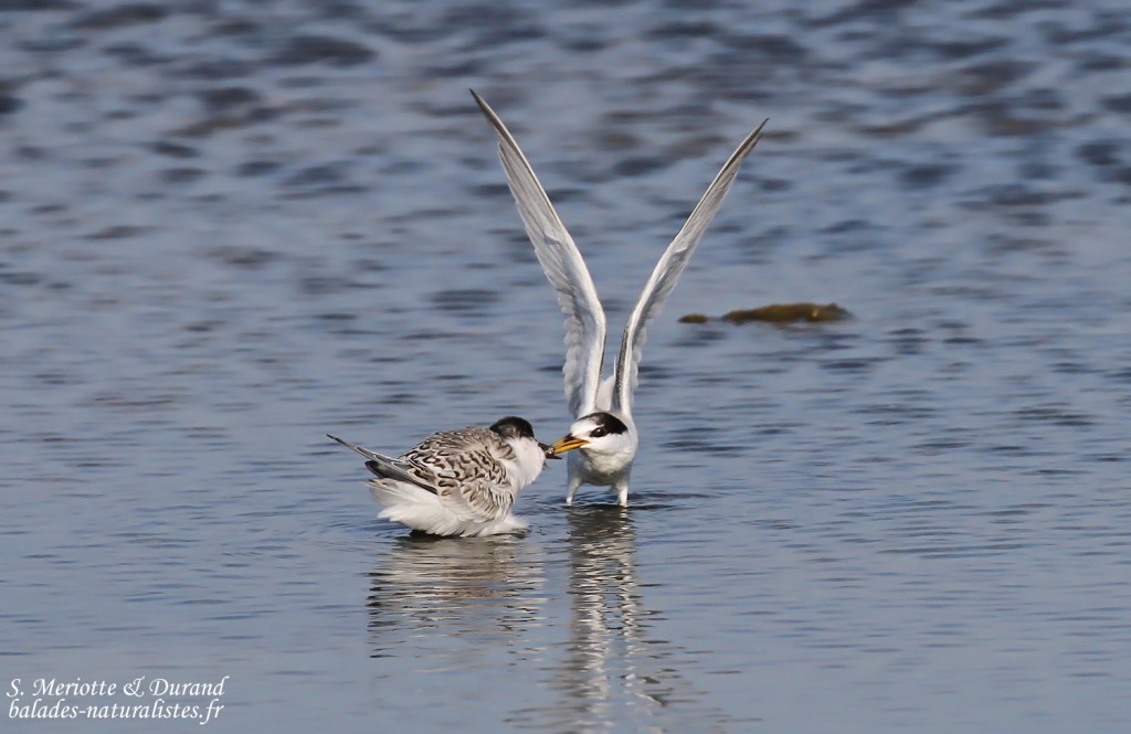 Jeune Sterne naine et adulte (Baisses, route de Piémanson)