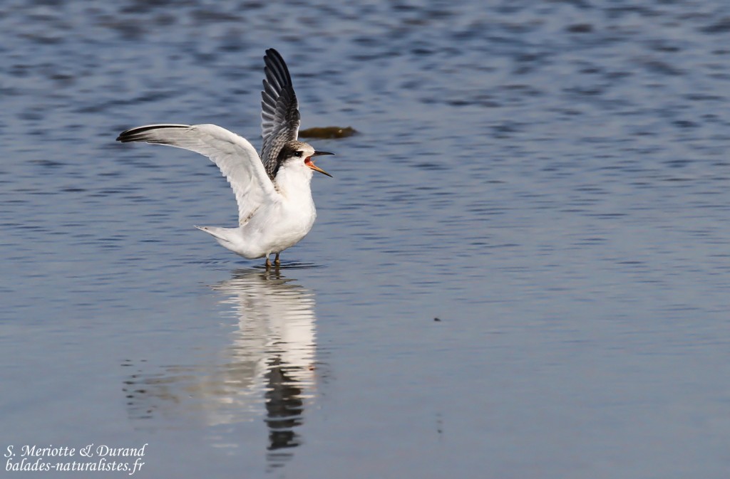 Jeune Sterne naine (Baisses, route de Piémanson)