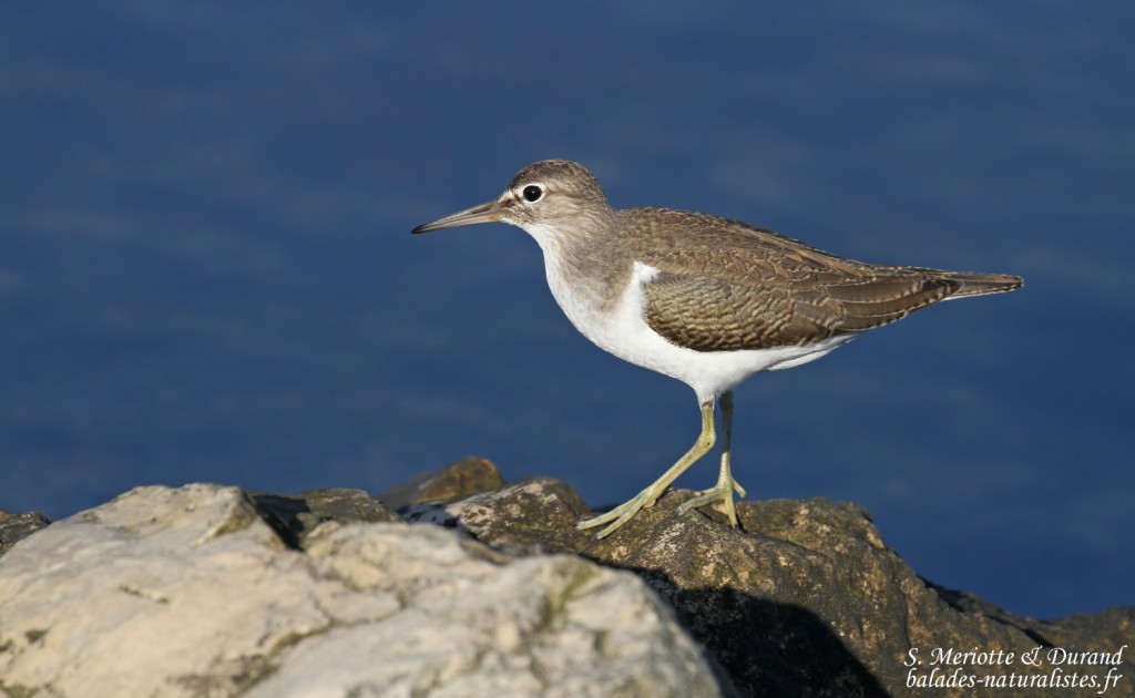 Chevalier guignette (Baisses, route de Piémanson)