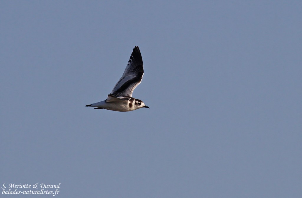 Mouette pygmée (Baisses)