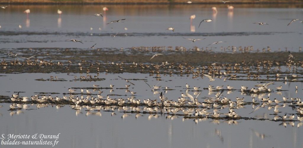 Groupe sur les baisses : Sternes pierregarins, Guifettes noires, Bécasseaux variables