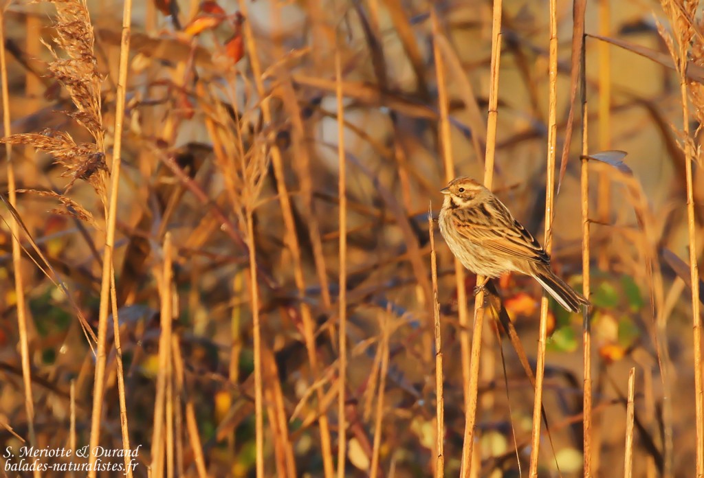 Bruant des roseaux, Digue à la mer, Camargue