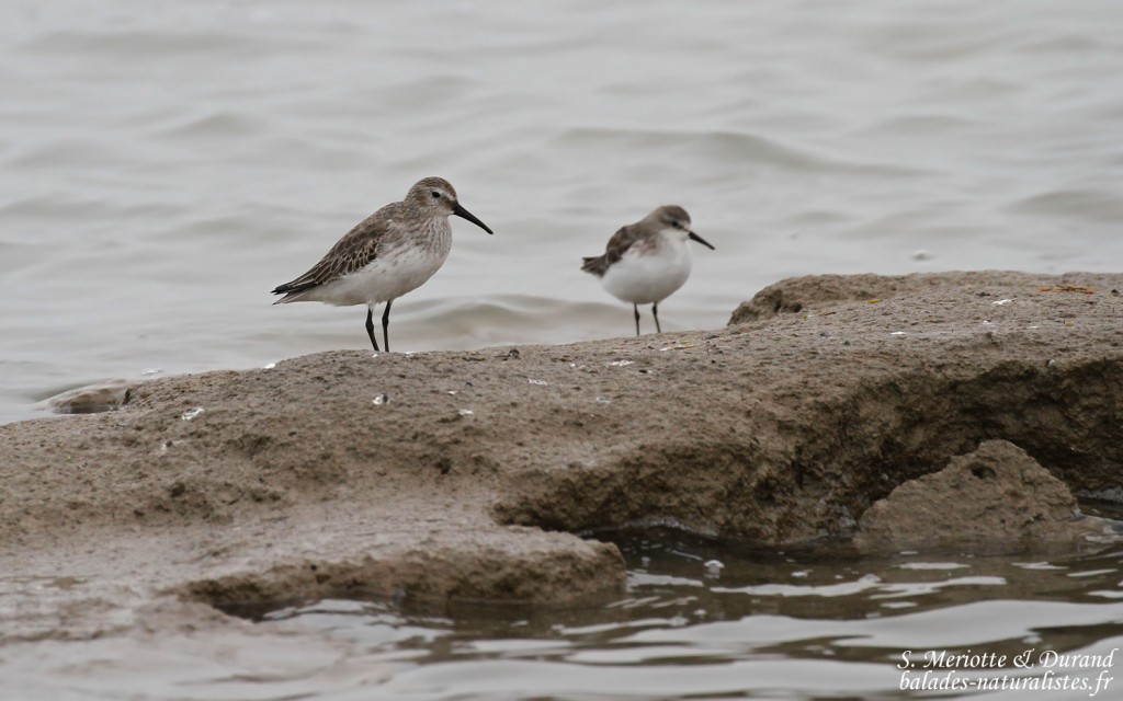 Bécasseaux variable et minute
