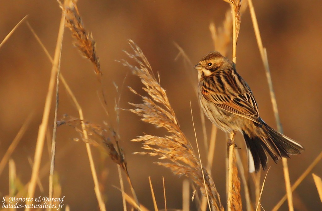 Bruant des roseaux, Digue à la mer, Camargue