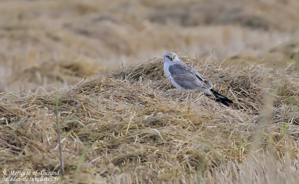 Busard pâle, Mas des Charlots, Camargue, Novembre 2015