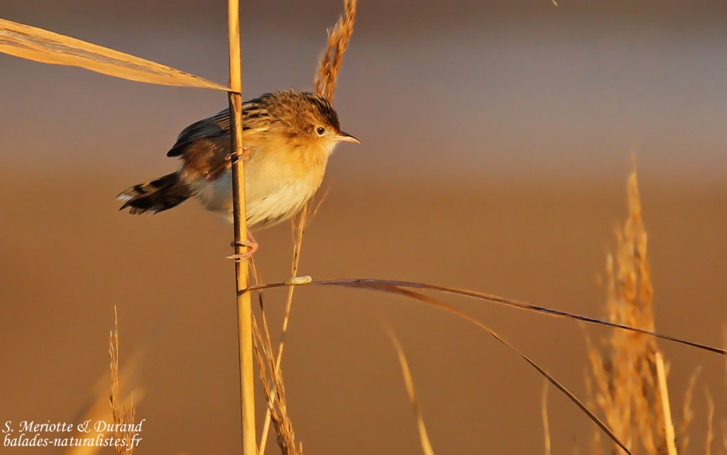 Cisticole des joncs, Digue à la mer, Camargue
