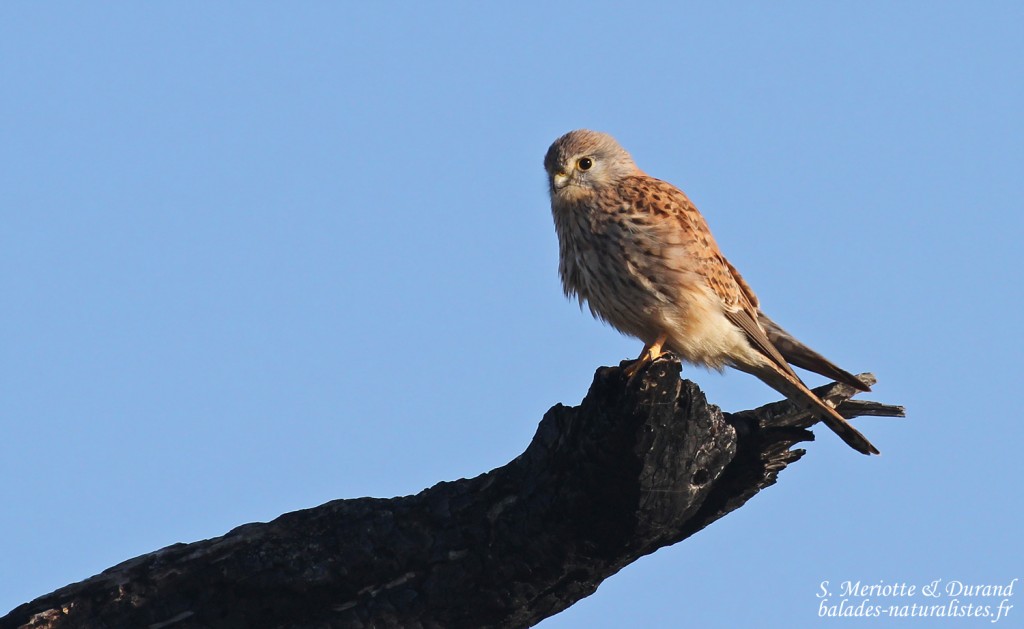 Faucon crécerelle, Camargue, novembre 2015