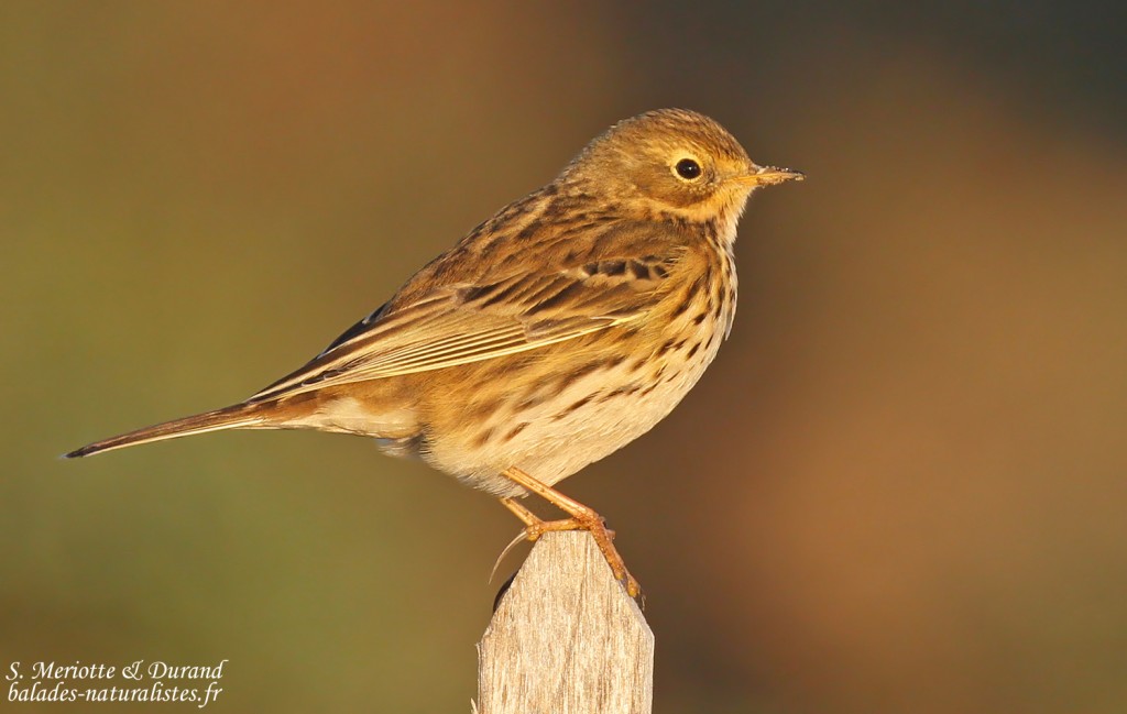 Pipit farlouse, Digue à la mer, Camargue