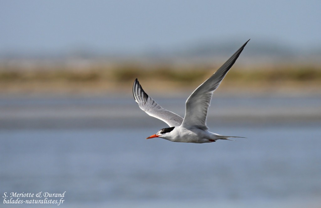 Sterne pierregarin (Camargue, septembre 2015)