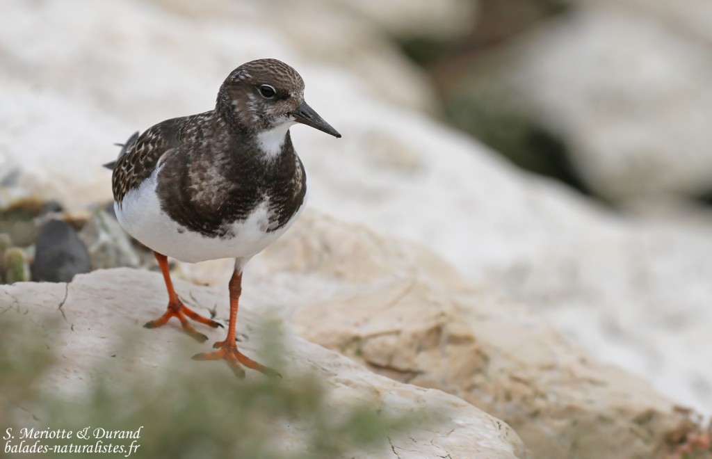Jeune Tournepierre à collier