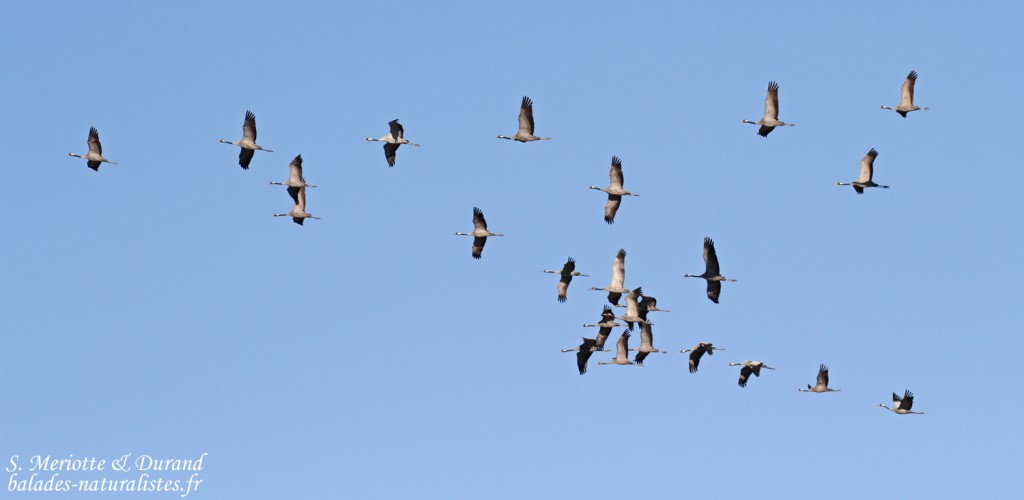 Grues cendrées, Camargue, novembre 2015