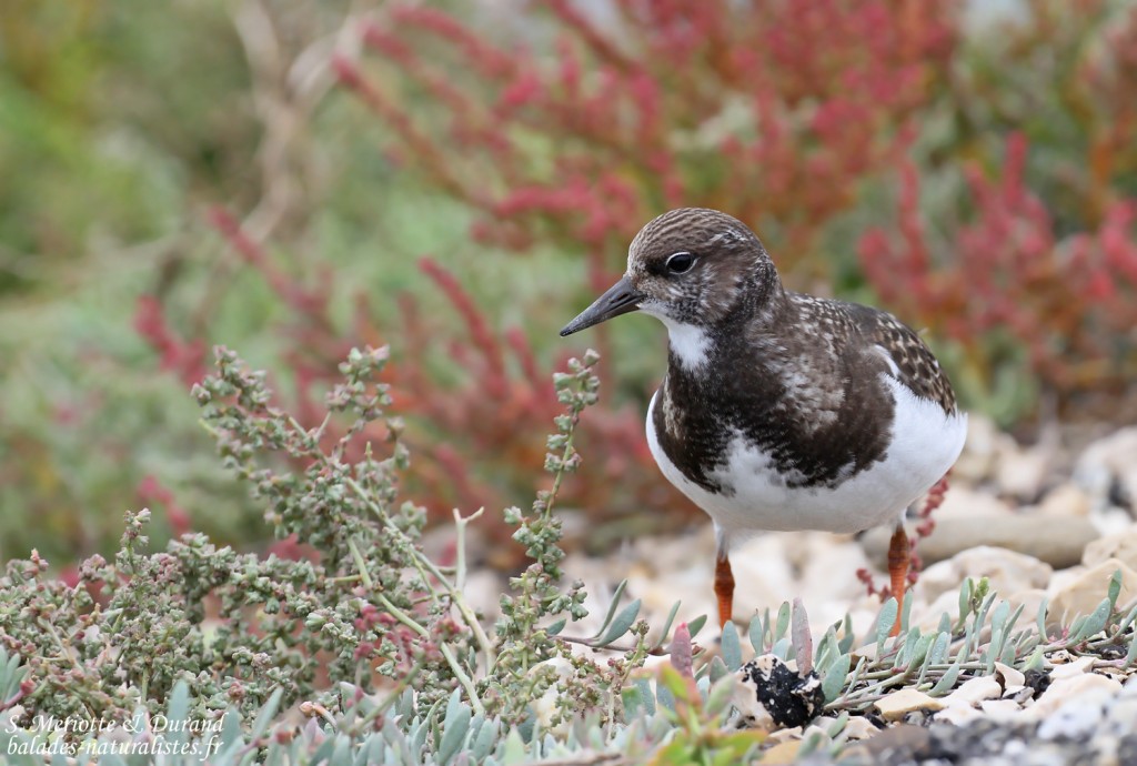 Jeune Tournepierre à collier