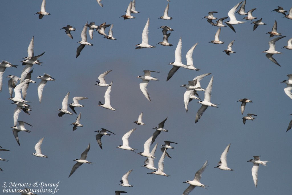 Sternes pierregarins, Guifettes noires, Bécasseaux variables (Baisses, route de Piémanson)