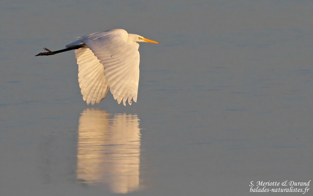 Grande Aigrette, Digue à la mer, Camargue