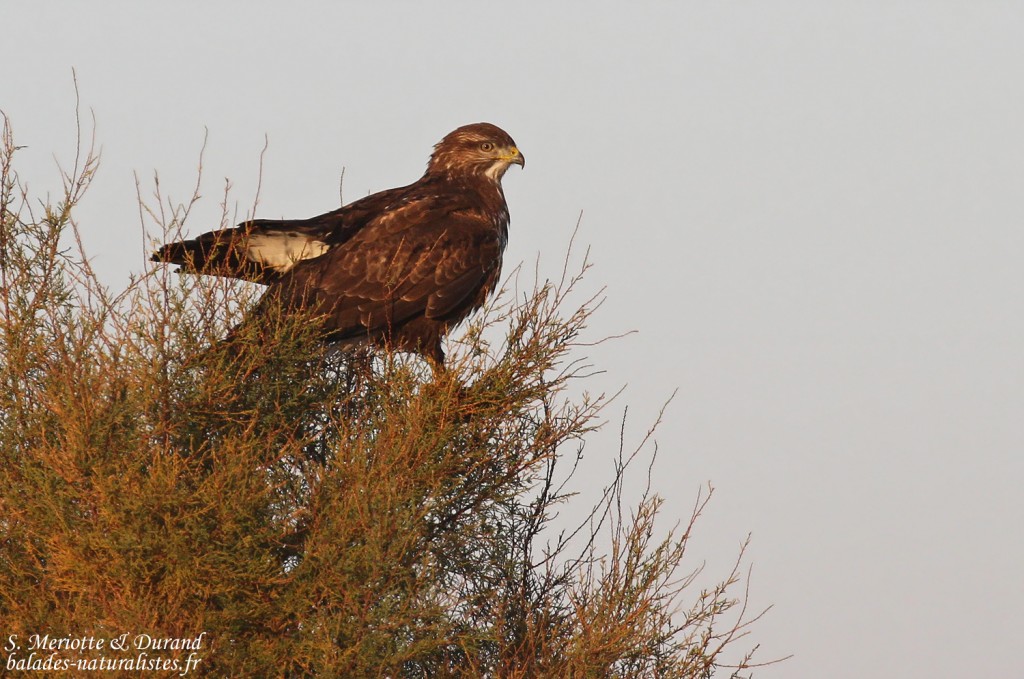 Buse variable, Digue à la mer