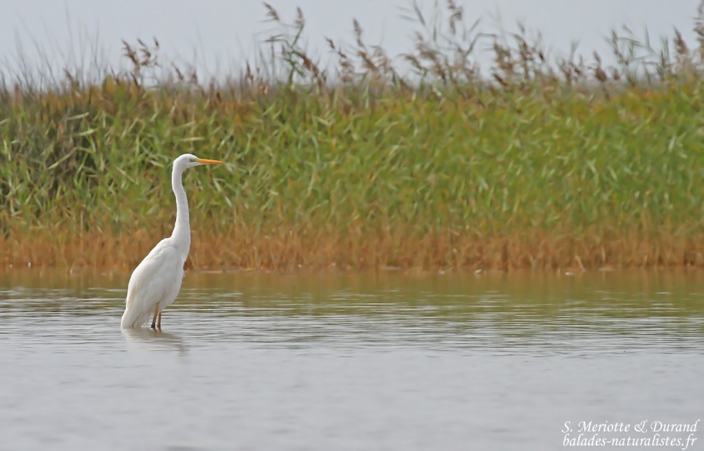 Grande Aigrette
